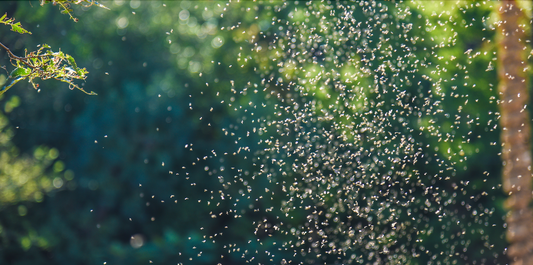 Natural Bug Repellent with Plants