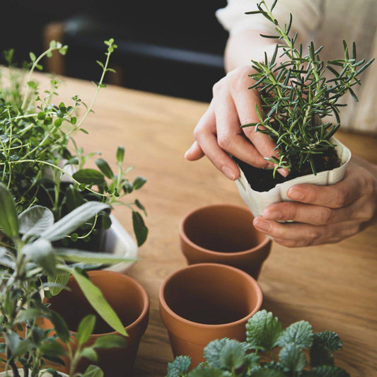 Skin Care from the Garden